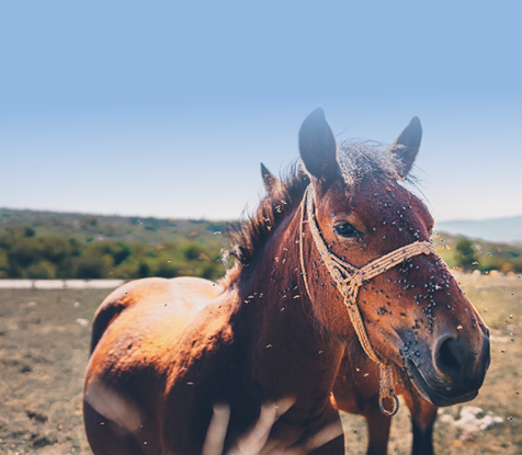 Fly & Pest Mobile Image