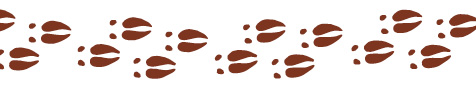 Animal Footprints Across the Page