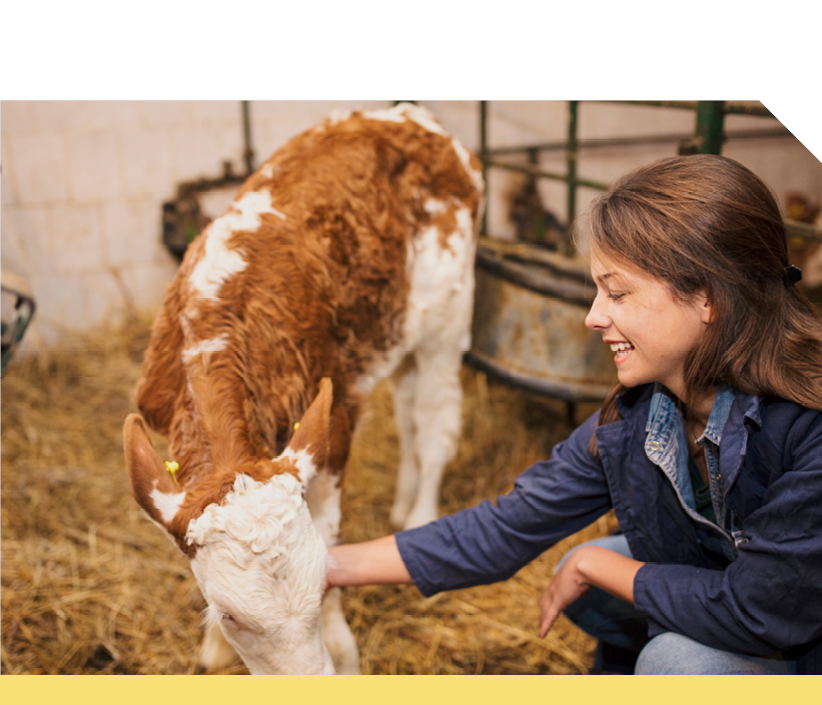 Calving Health
