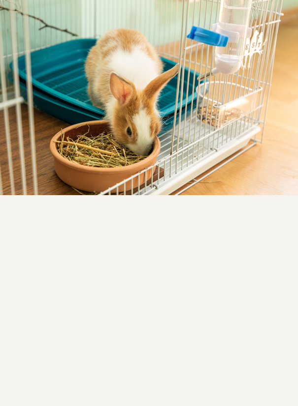 Small animal pet guide